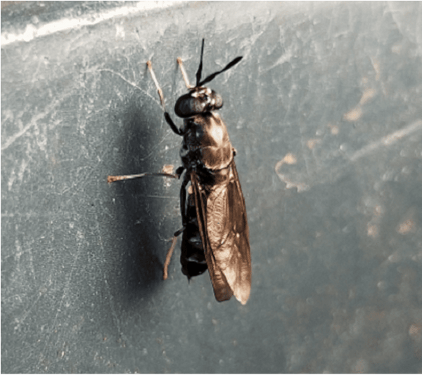 Life Cycle of a Black Soldier Fly