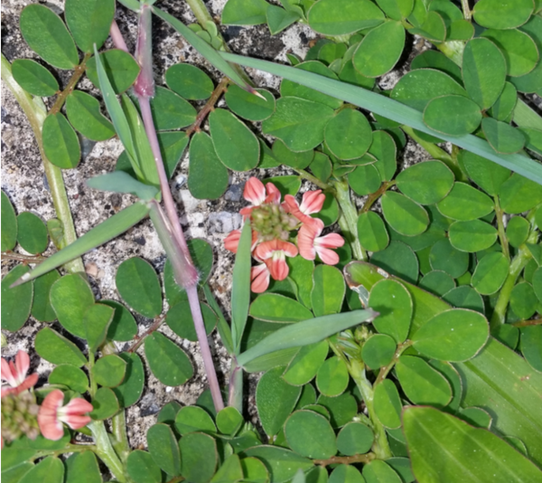 Companion Plants as Ground Cover