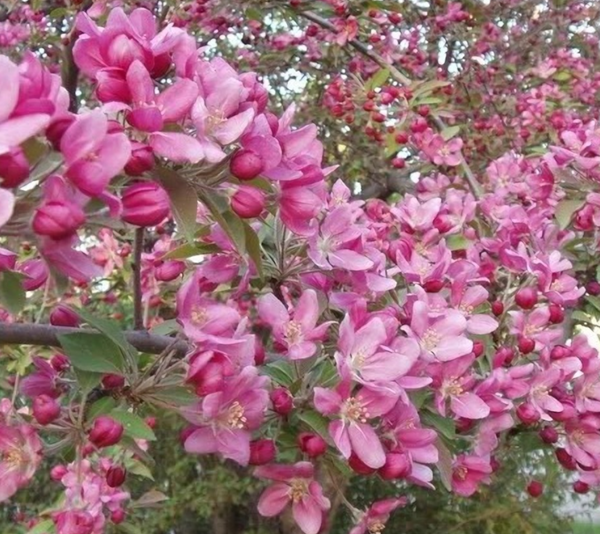 The Basis of Pruning a Plant