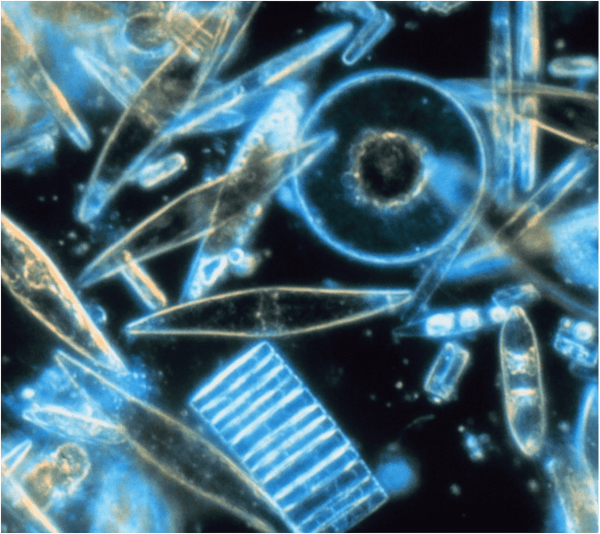 What is Diatomaceous Earth?