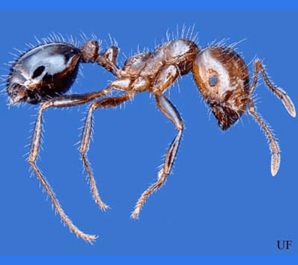 Fire Ants are Our Problem Too