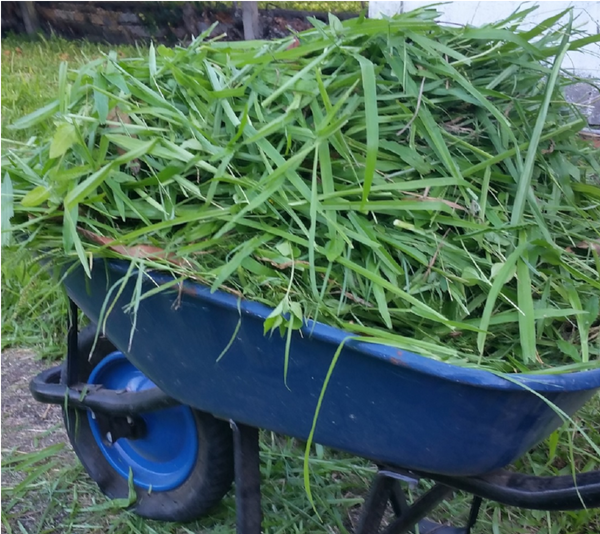 To Use or Not to Use – Grass Clippings ?