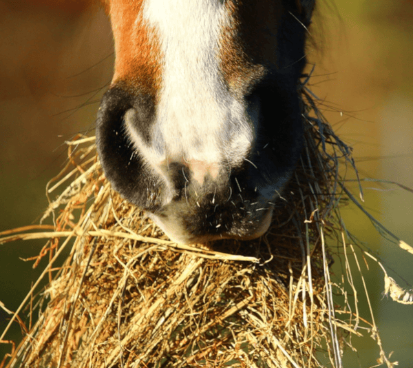 Composting Horse Manure - BEWARE