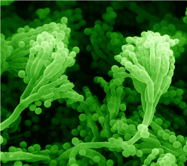 Bacterial Infections