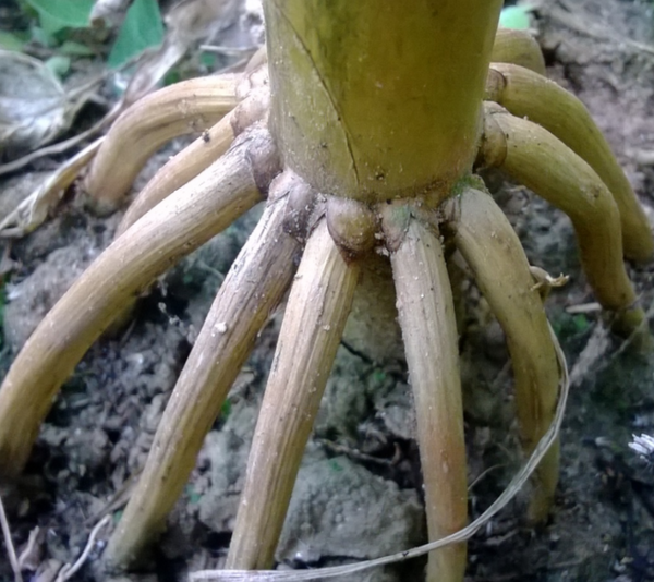 Plant Roots and Nutrients