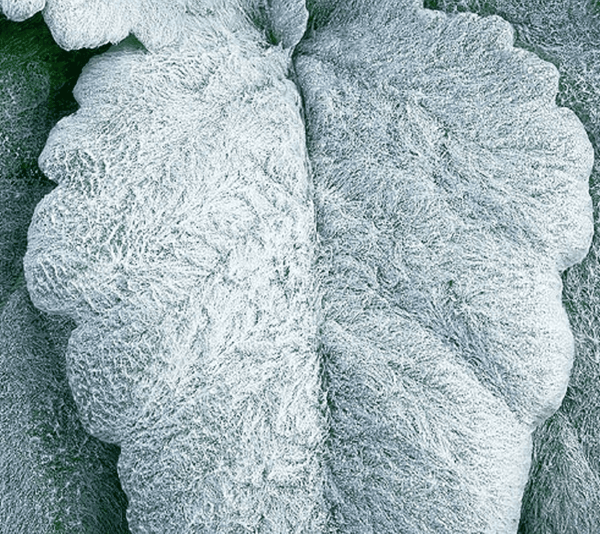 Grey Leaved Plants