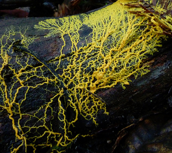 Good or Bad Fungi