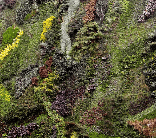 Are Vertical Gardens a Viable Option?