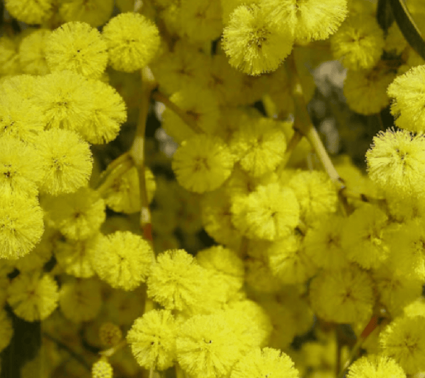 Wattles get a bad rap!
