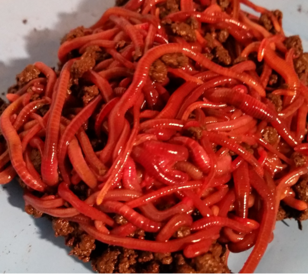 Worms are not all the same!