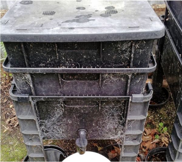 Pros and Cons of Worm Farm Composting