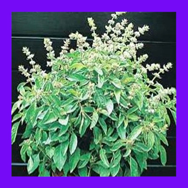 BASIL-LIME