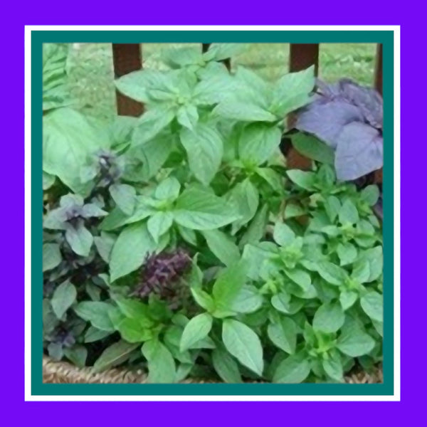 BASIL-MIX (SALE)