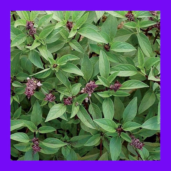 BASIL-THAI
