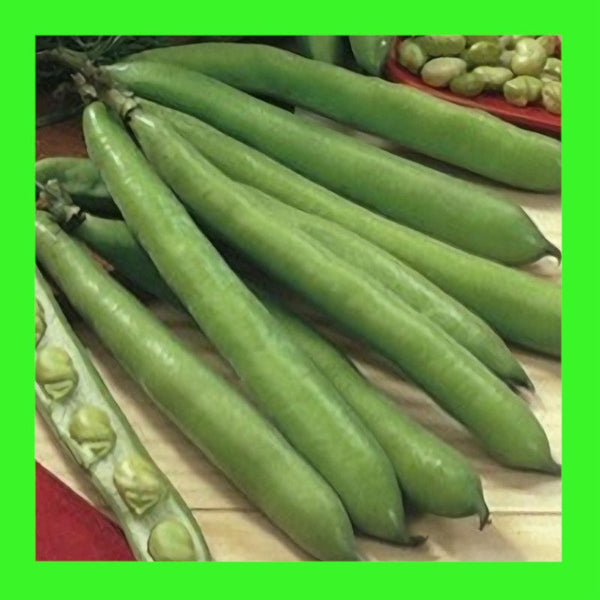 BEAN-AQUADULCE-BROAD-BUSH (LONG POD)