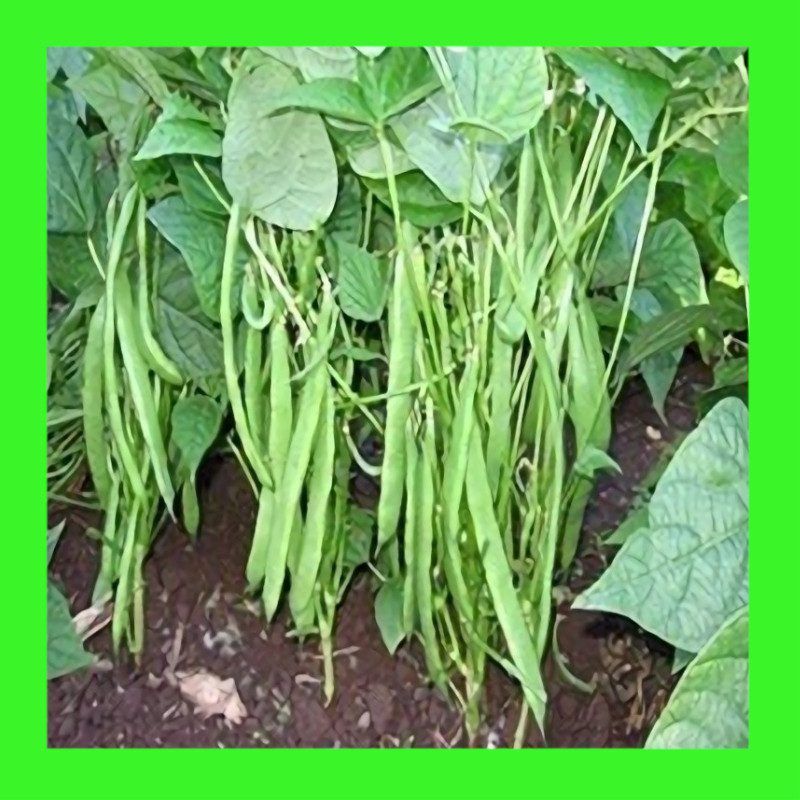 BEAN-PLAZZA FLAT-BUSH