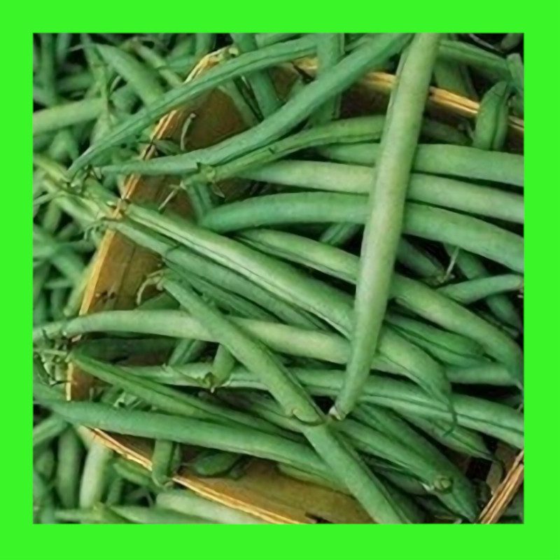 BEAN-PROVIDER DWARF-BUSH
