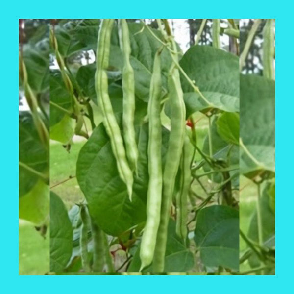 BEAN-WESTRALIA-CLIMBING-AUST