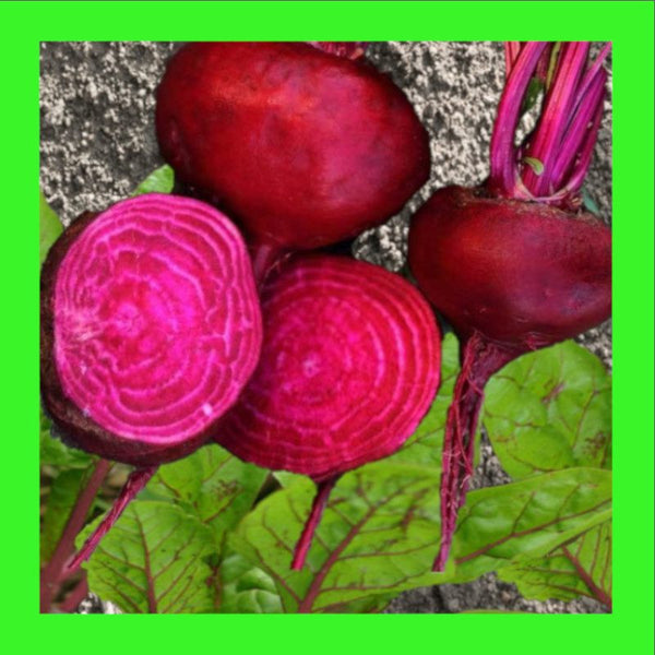 BEETROOT-BULLS BLOOD