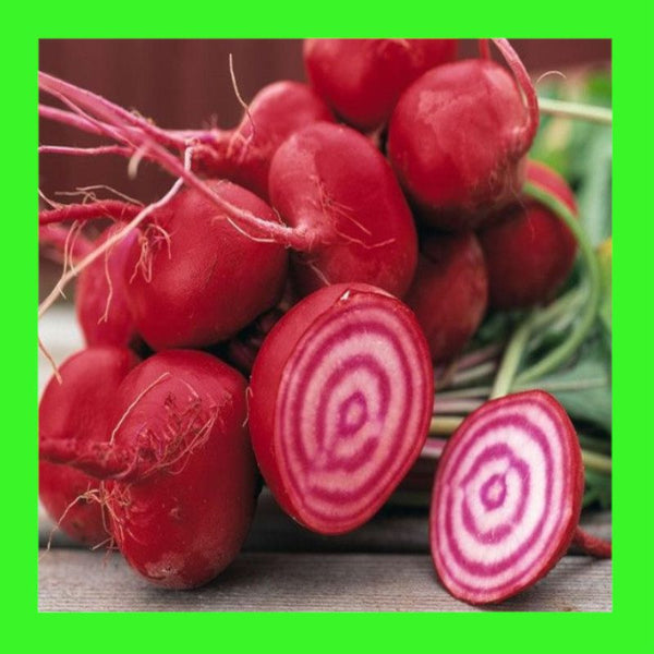 BEETROOT-CHIOGGIA