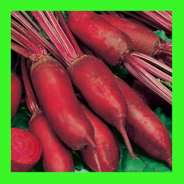 BEETROOT-CYLINDRA