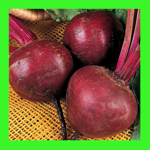 BEETROOT-DETROIT-DARK RED