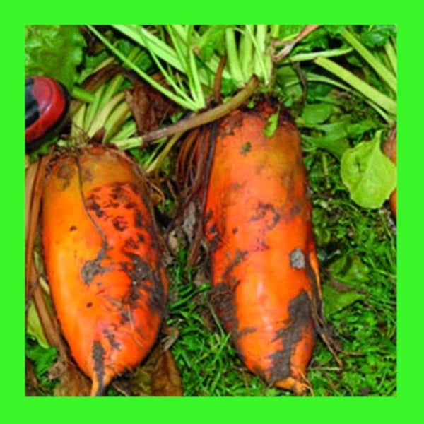BEETROOT-MANGEL WURZEL