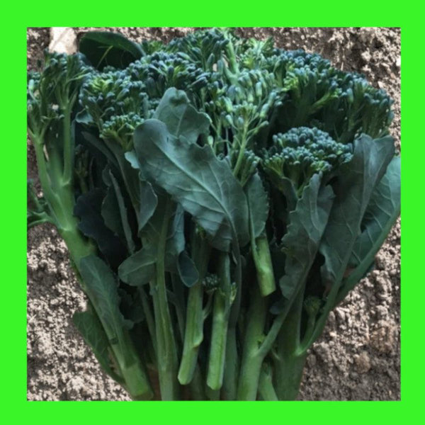 BROCCOLI-BROCCOLETTI