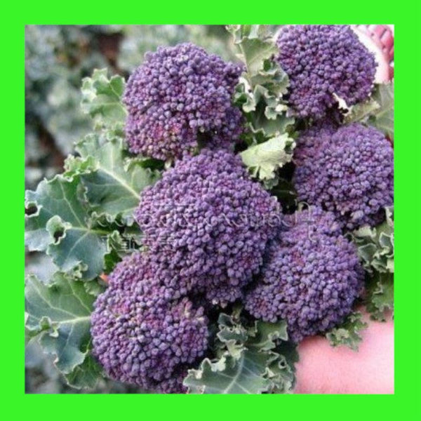 BROCCOLI-PURPLE SPROUTING