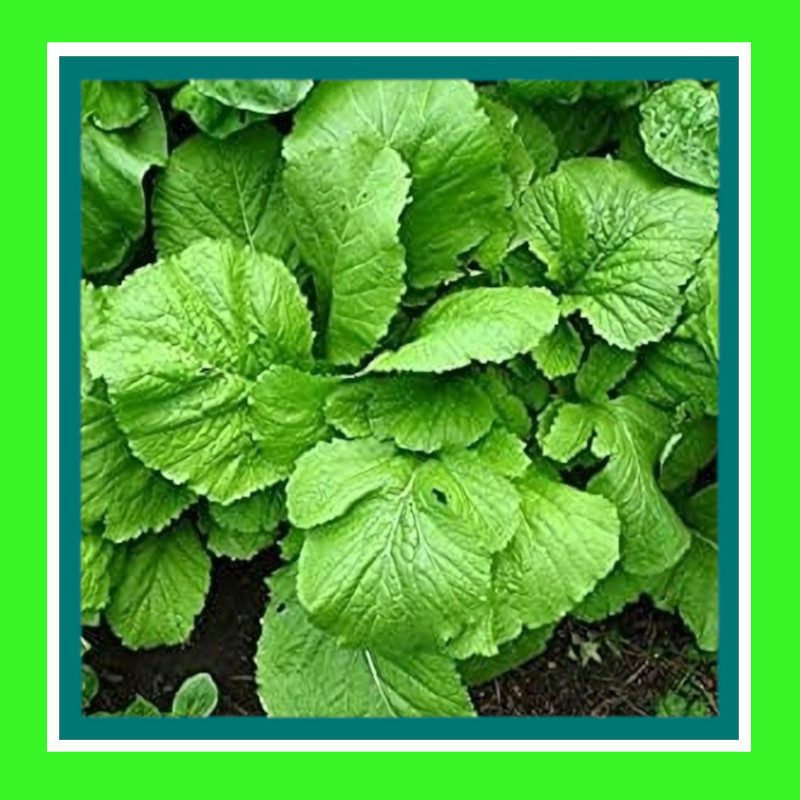 CABBAGE-BROAD LEAF-MUSTARD (SALE)