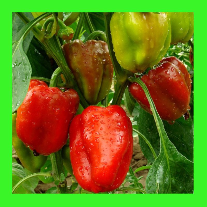 CAPSICUM-CAL WONDER (YOLO)