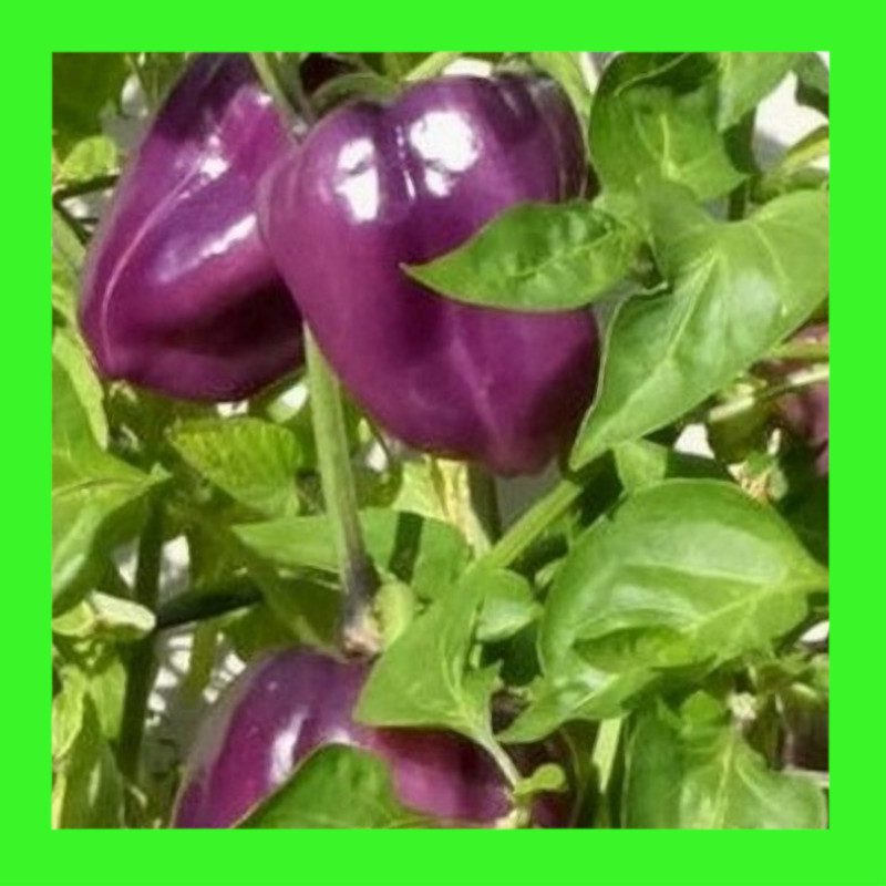 CAPSICUM-PURPLE BEAUTY