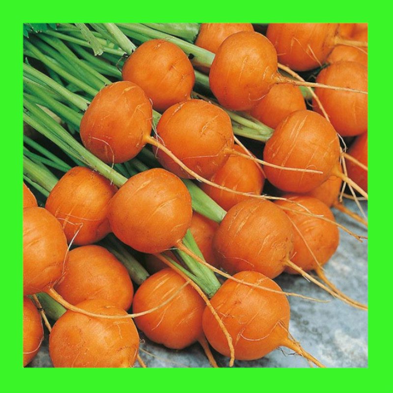 CARROT-PARIS MARKET (TONDA di PARIGI)