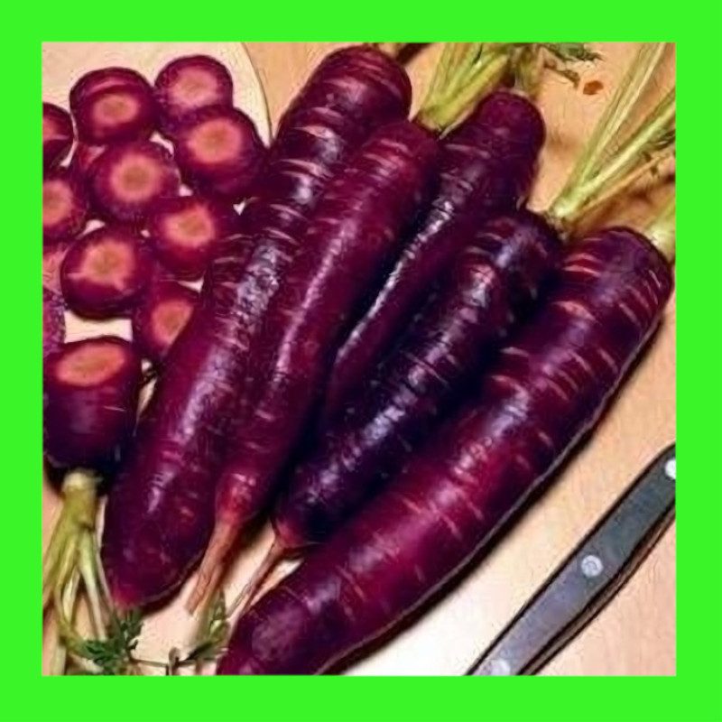 CARROT-PURPLE DRAGON