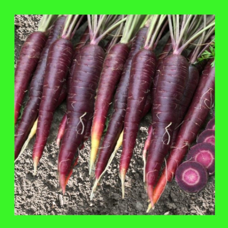 CARROT-PURPLE SUN