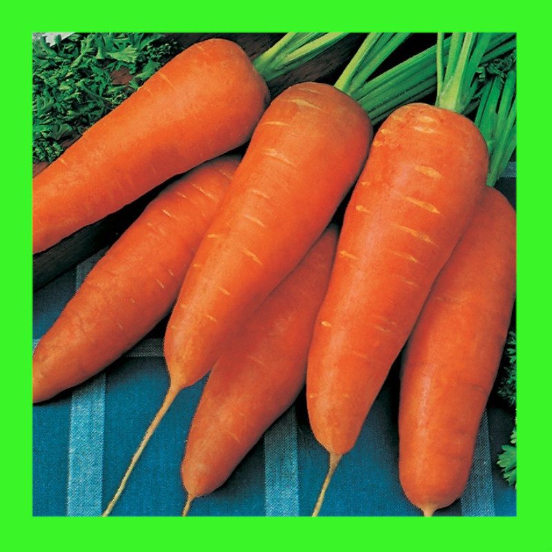 CARROT-ROYAL CHANTENAY