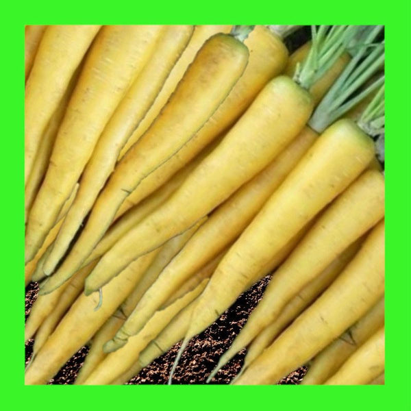 CARROT-SOLAR YELLOW
