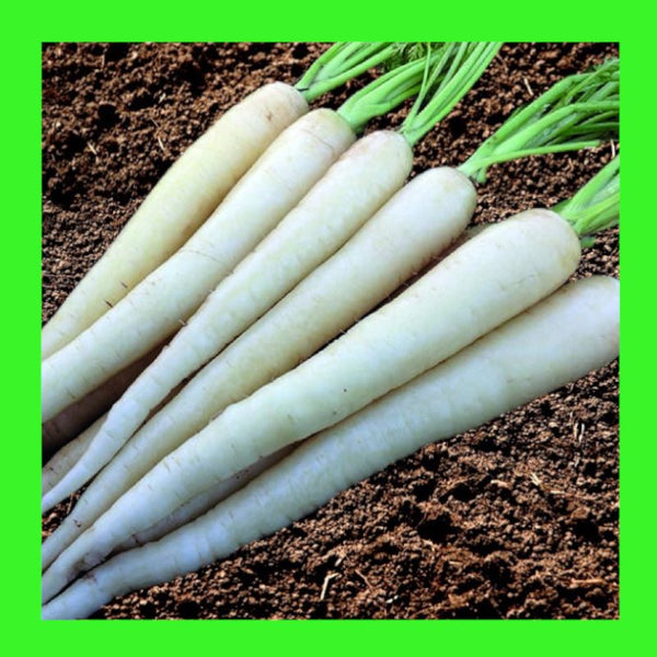 CARROT-LUNAR WHITE