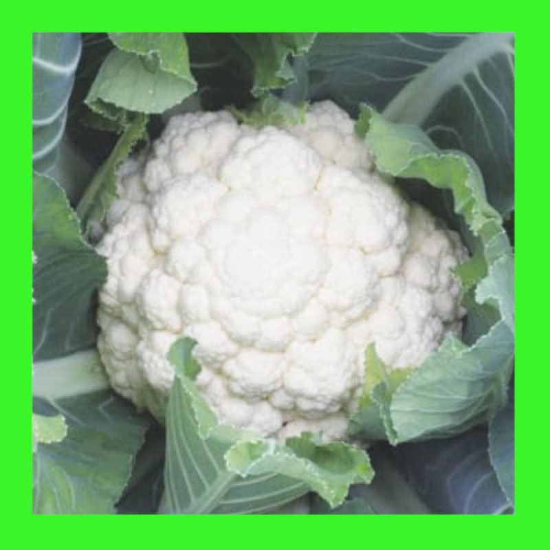 CAULIFLOWER-ALL YEAR ROUND
