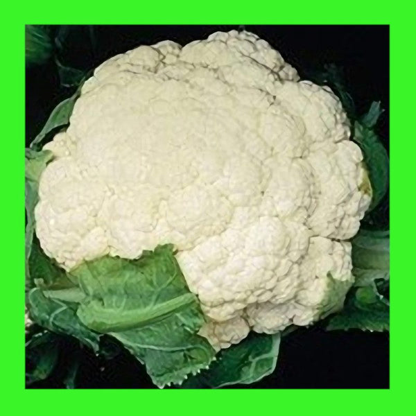CAULIFLOWER-SIXTY 60 DAY