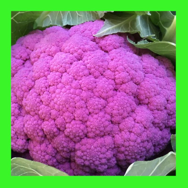 CAULIFLOWER-VIOLET SICILIAN
