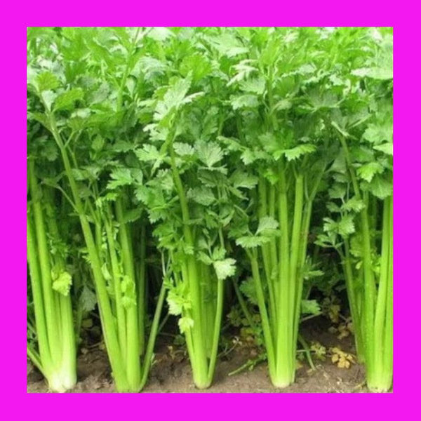 CELERY-CHINESE (KINTSAI)