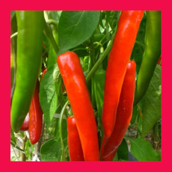 CHILLI-BIG JIM