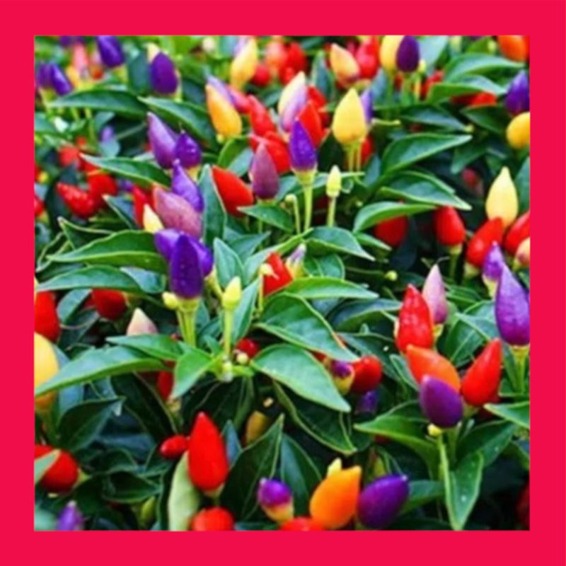 CHILLI-BOLIVIAN RAINBOW