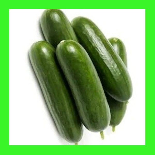 CUCUMBER-LEBANESE