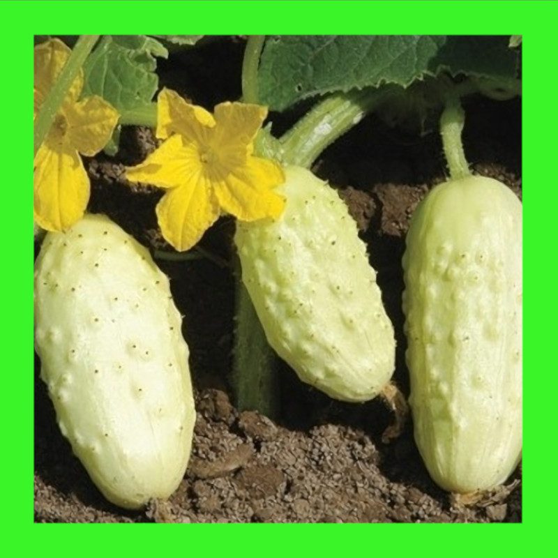 CUCUMBER-MINI WHITE
