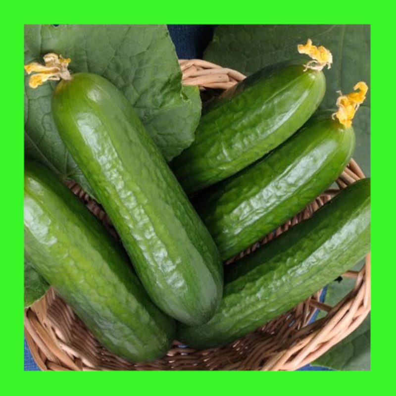 CUCUMBER-MUNCHER BURPLESS