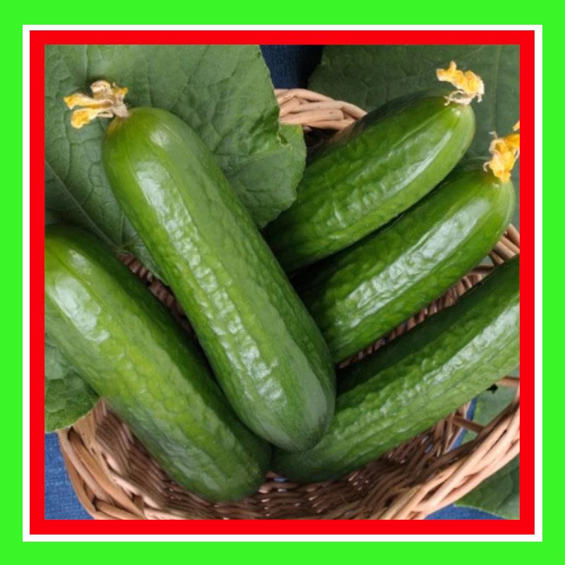 CUCUMBER-MUNCHER BURPLESS (TREATED)