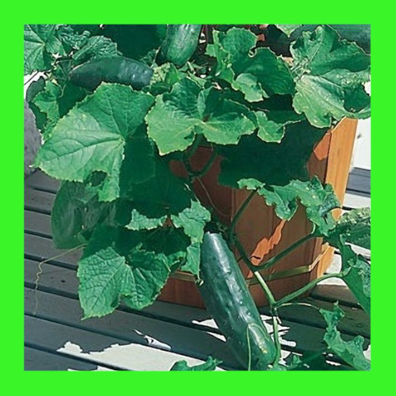 CUCUMBER-SPACEMASTER