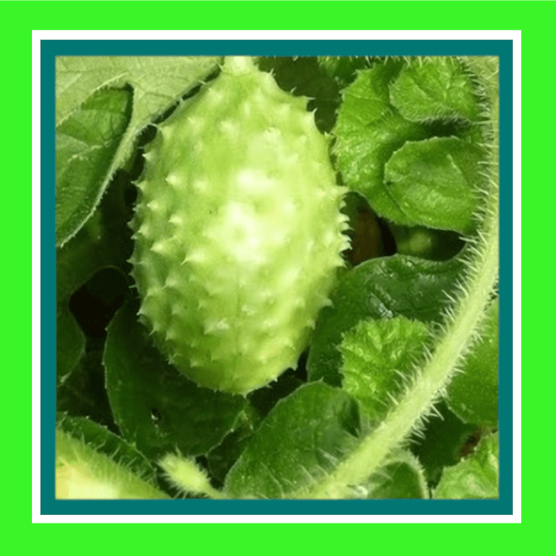 CUCUMBER-WEST INDIAN BURR - GHERKIN